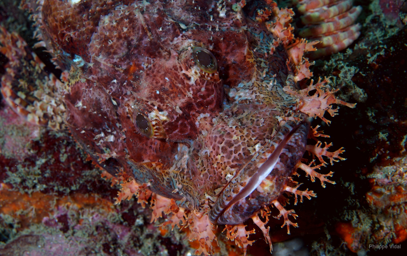 Birmanie - Mergui - 2018 - DSC02598 - Tasseled scorpionfish - Poisson scorpion a houpe - Scorpaenopsis oxycephala.JPG